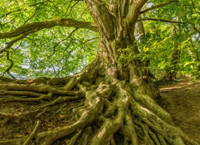 coachtraject persoonlijke groei coach coaching lifecoach wandelcoach coaching Burn-out herstel coaching persoonlijk leiderschap Coaching bij overspannenheid mindfulness herstel balans ermelo apeldoorn gelderland harderwijk
