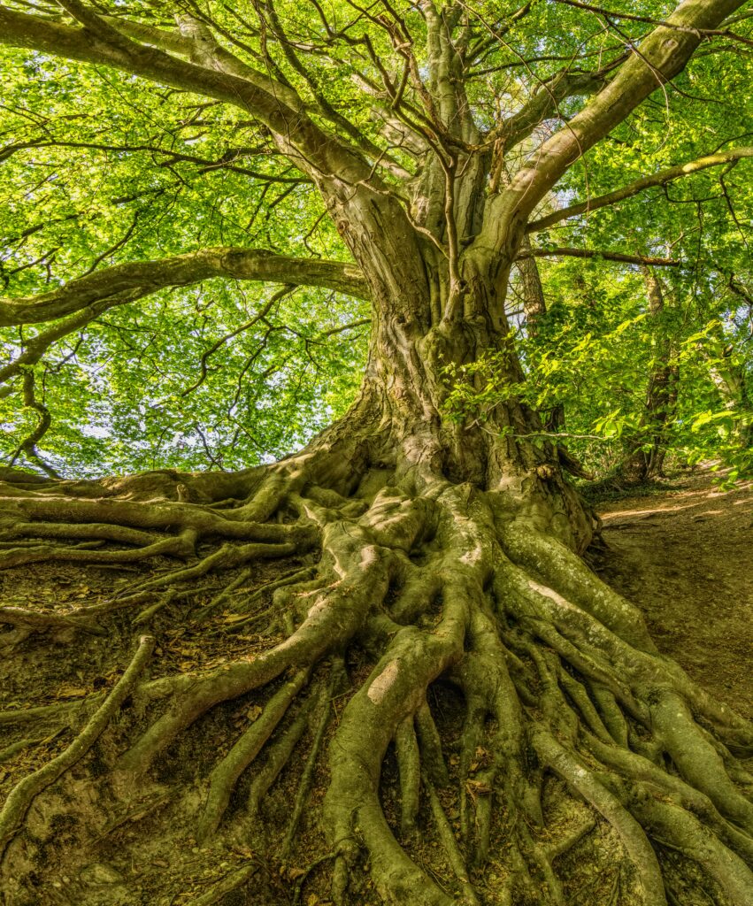 coachtraject persoonlijke groei coach coaching lifecoach wandelcoach coaching Burn-out herstel coaching persoonlijk leiderschap Coaching bij overspannenheid mindfulness herstel balans ermelo apeldoorn gelderland harderwijk
