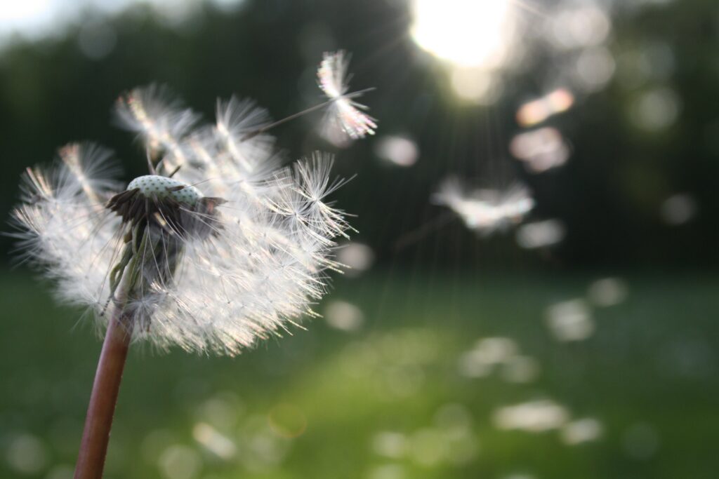 Coachtraject coaching wandelcoaching life coaching veluwe staverden